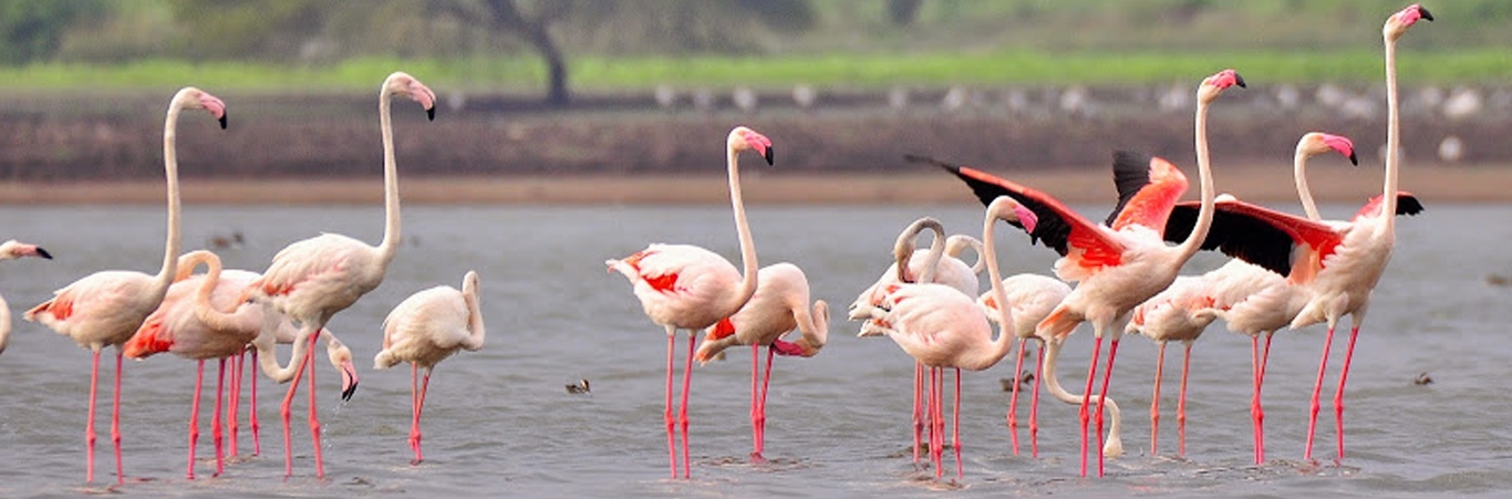 The Bakhira Bird Sanctuary